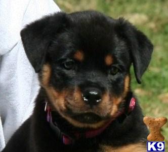 Puppies in GA